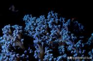 珊瑚真的会“说话”吗？它们为何不是植物而是海洋雨林？