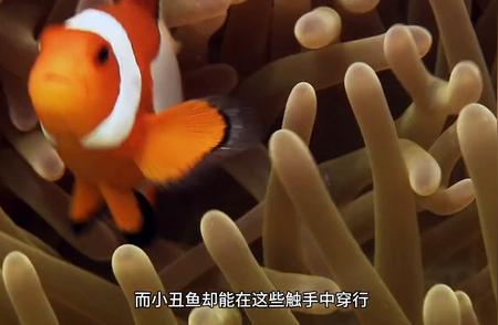 海洋中的育儿高招：小丑鱼与海葵的共生关系