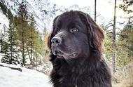 纽芬兰犬：大个子的温柔之心，抱抱熊的称号名副其实