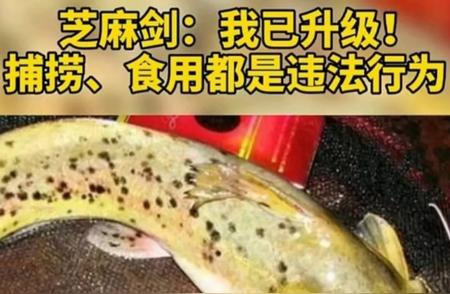 芝麻剑鱼：美食逆袭国宝级保护动物的传奇故事