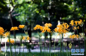 石蒜花开，美丽景色吸引万千游客