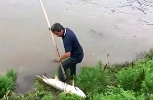 湖南水库惊现神秘生物，万条大鱼遭殃，村民怒抓真凶揭秘