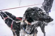 雪天遇险，雪橇犬展现救援神技