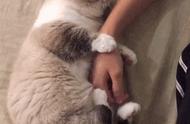 揭秘猫咪温情依赖：猫主子背后的暖心依赖故事