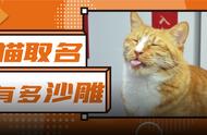 爆肝整理：5000个趣味横生的猫名大赏！