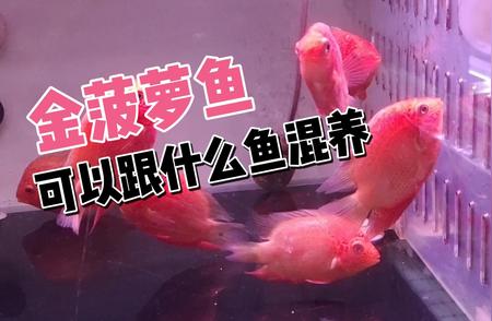 菠萝鱼的混养指南：哪些鱼种可以与菠萝鱼共游?