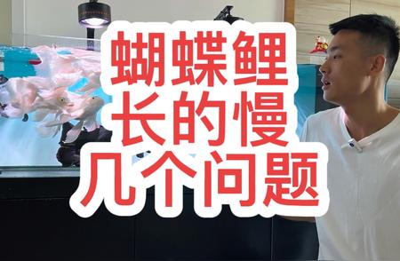 蝴蝶鲤生长缓慢之谜：揭示其背后的原因