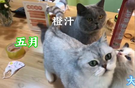 宠物猫独特的名字大全，你的猫咪有上榜吗？