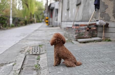 揭秘纯种泰迪：如何准确识别五大特征