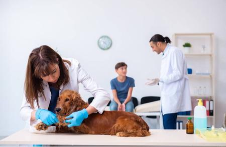 上海餐厅爱犬共用餐具引发公共卫生热议