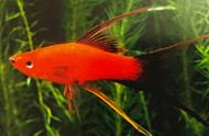 阴阳剑尾鱼：黑红主色调，长长的鱼鳍，仙气十足