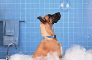 1. 狗狗洗澡的正确姿势：科学指南
