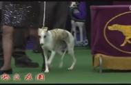 2016WKC惠比特犬展赛精彩瞬间回顾