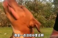 比特犬：专业斗犬与宠物的界限