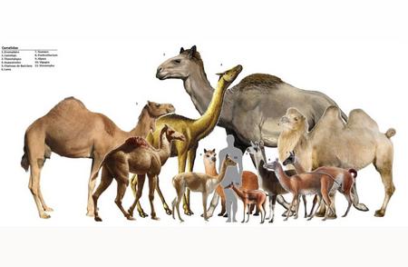 揭秘骆驼进化历程：从兔子大小到庞然大物