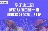 龙鱼进阶：三步教你区分金龙和红龙，小白也能轻松掌握