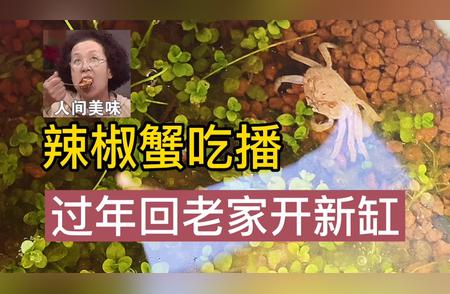 辣椒蟹养法大揭秘：新年养蟹新体验