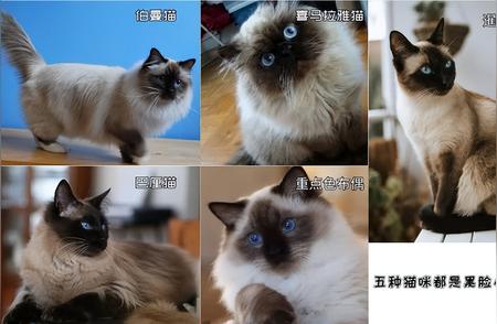 如何分辨天生的黑脸猫咪？专业指南为你解析