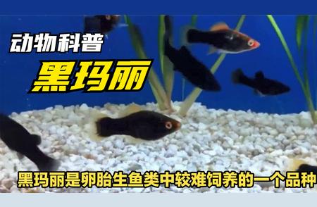 黑玛丽鱼：卵胎生鱼类的独特饲养挑战