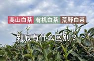 白茶种类众多，高山茶、有机茶、荒野茶，你了解它们的区别吗？