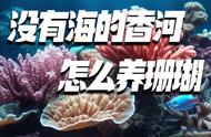 如何在没有海洋的香河中种植珊瑚？