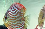 探索七彩神仙鱼的美丽世界（四）：红松石与多彩色彩