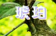 《虫宝的植物朋友》合集之二：琥珀#一分钟速成课