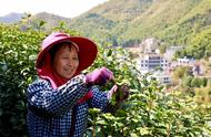 春分时节，余杭径山茶开始采摘