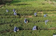 钟山景区雨花茶新季开采，邀请市民亲身体验采茶炒茶乐趣