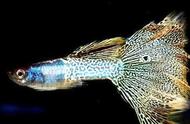 草尾孔雀鱼：金属蛇王的炫彩之美