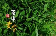 黄茶：爱茶人必备的茶叶知识