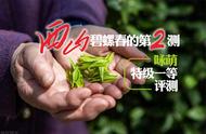 2023年西山碧螺春的第二测：咏萌特级一等碧螺春评测