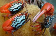 选择适合观赏的蟹类品种