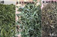 哪里的黄山毛峰最出色？高山茶胜过平原茶