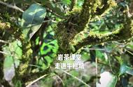 武夷岩茶大红袍、肉桂、水仙的回甘生津：图解解析