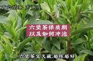 如何正确冲泡广西六堡茶？