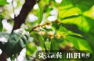 天热得人发昏，杭州桂花迟到了，何时才能欣赏到花开美景？