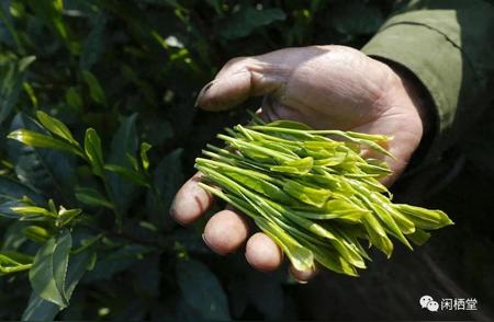 六大茶类泡茶指南：新手也能轻松掌握的艺术