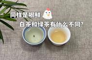 揭秘白茶与绿茶的独特差异：品味鲜爽的秘密