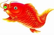 红鲤鱼：传说中的好运使者