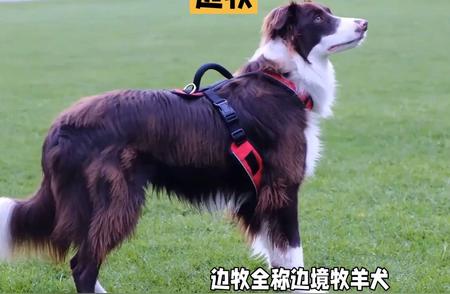 边境牧羊犬：揭秘犬中智商之巅的秘密