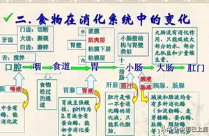 瘦子福音！科学增重必备两种策略揭秘