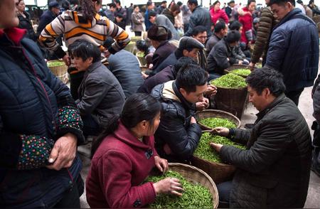 揭秘买茶叶新法则：寻找纯天然好茶的三大特征