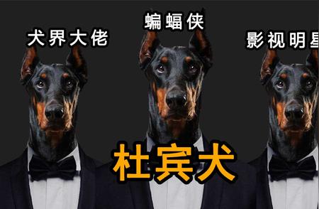 揭秘杜宾犬的独特魅力：犬界蝙蝠侠的称号由来