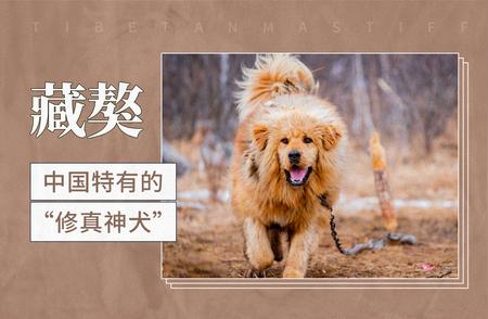 中国独有的传奇犬种——藏獒