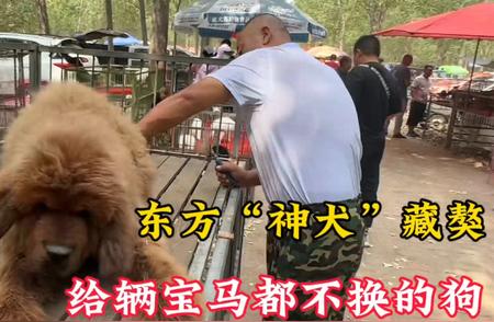 藏獒：东方神犬的辉煌与现状