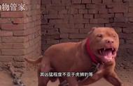 十大猛犬之首：比特犬的传奇故事