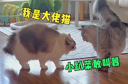 布偶猫VS缅因猫：猫界巨无霸的对决！