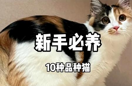 新手养宠物猫全攻略：必选的10种宠物猫