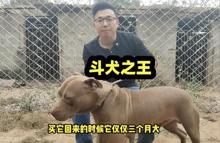 斗犬之王巨型比特犬：背后的养护秘密与高昂价格揭秘！